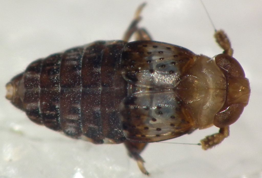 Conomelus anceps?...  Conomelus sp. (Delphacidae)